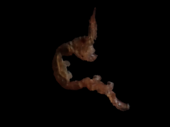 Caprella penantis