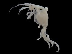 Caprella penantis