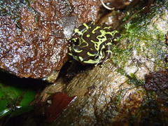 Atelopus spumarius