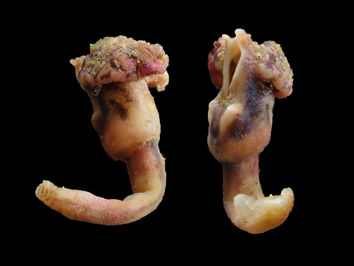 Conchoderma auritum