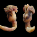 Conchoderma auritum