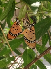 Acraea terpsicore