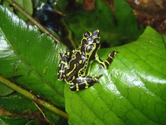 Atelopus spumarius