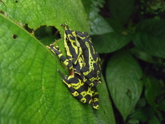 Atelopus spumarius