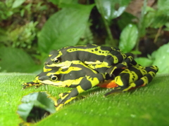 Atelopus spumarius