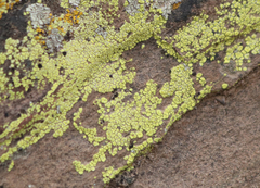 Acarospora schleicheri