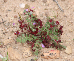 Synchytrium papillatum