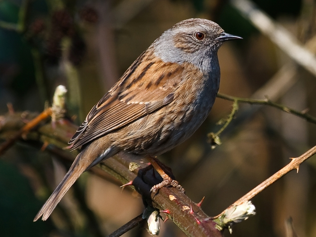 Hebridean Dunnock
