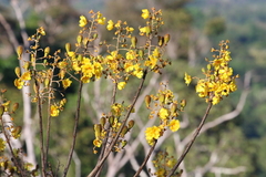 Cochlospermum