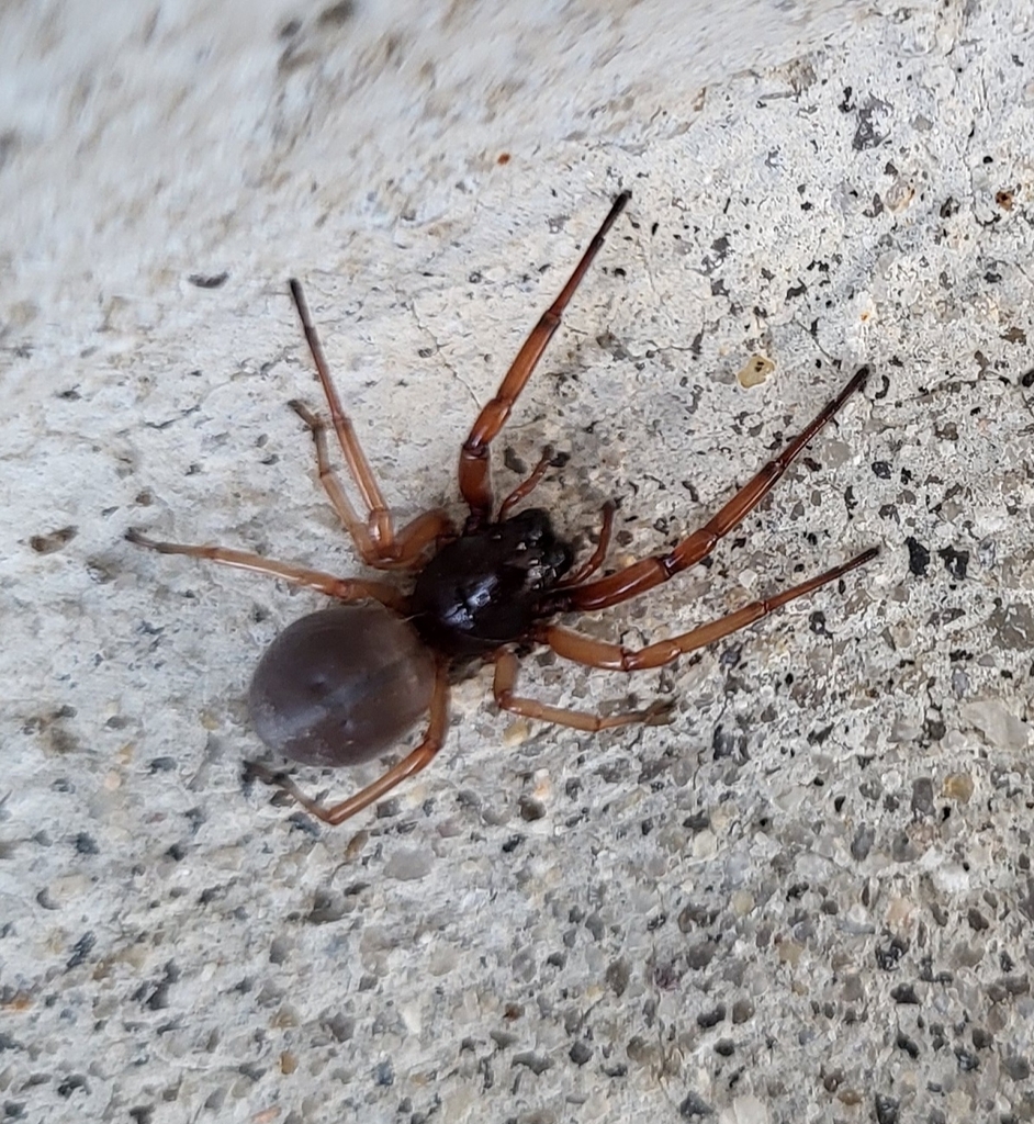 Broad faced sac spider in december 2023 by elizabeth green inaturalist