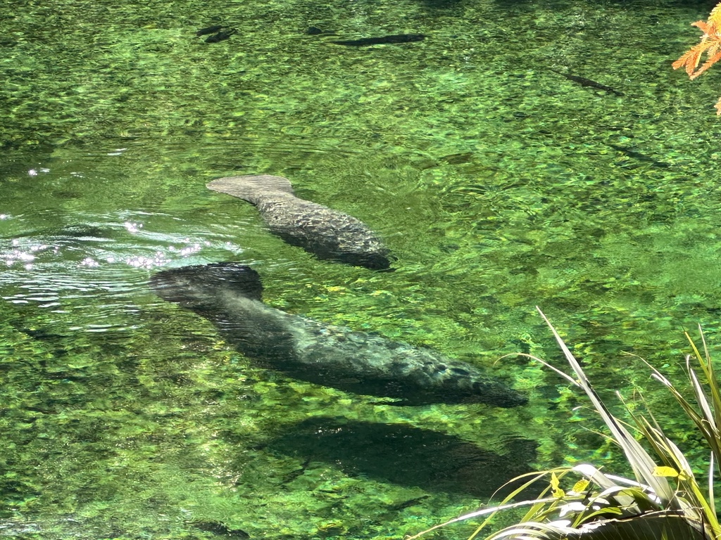 Florida Manatee in December 2023 by Matthew Lachiusa · iNaturalist