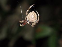 Neoscona menghaiensis