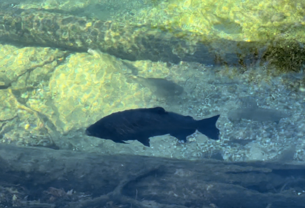 Tambaqui from Volusia County, USFL, US on December 19, 2023 at 0141