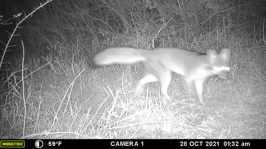 Gray Fox From Oak Cliff, Dallas, Tx, Usa On October 28, 2021 At 01:32 