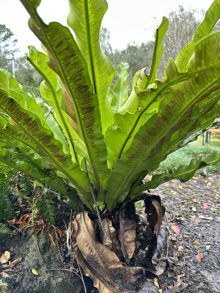Long strapfern from Alachua County, USFL, US on December 17, 2023 at