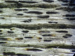 Xylographa parallela