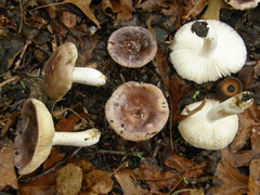 Russula grisea