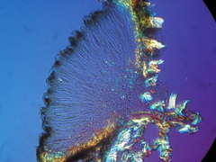 Xylographa parallela