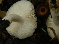Russula grisea
