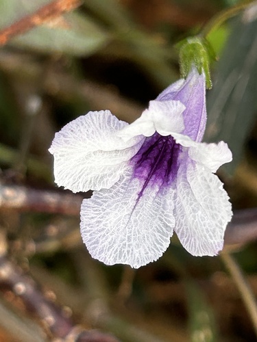 Popping Pod (Ruellia tuberosa)