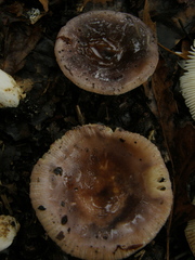 Russula grisea