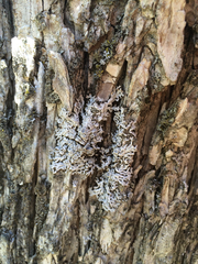 Physconia subpallida