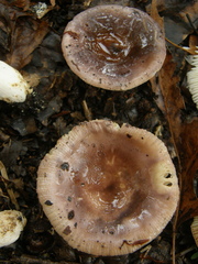 Russula grisea