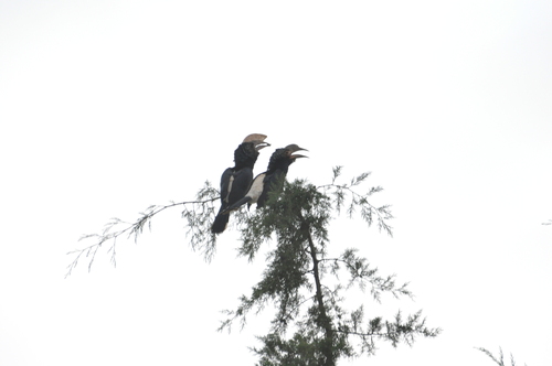 Silvery-cheeked Hornbill