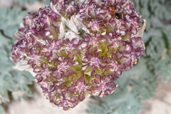 Vesper purpurascens