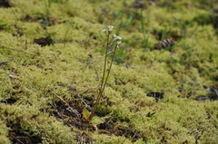 Micranthes integrifolia