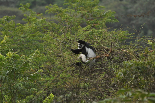 Mantled Guereza