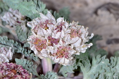 Vesper purpurascens