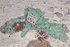 Vesper purpurascens