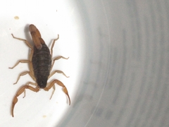 Centruroides ochraceus