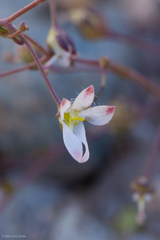 Nemacladus orientalis