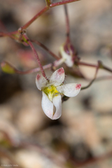 Nemacladus orientalis