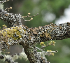 Lobaria pulmonaria