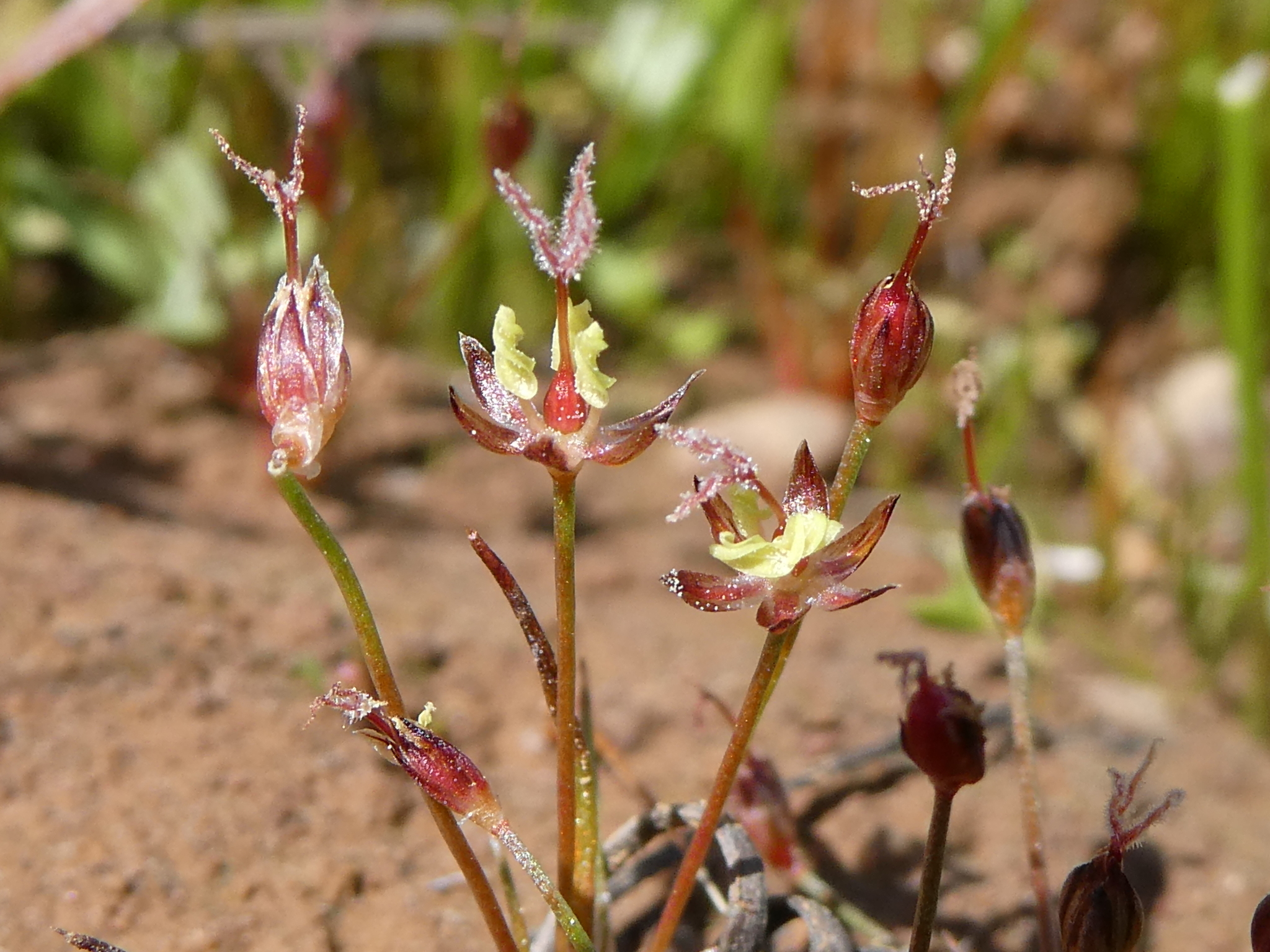 Juncus leiospermus var. ahartii