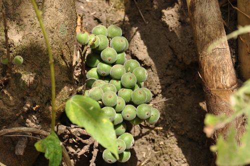 Cape Fig