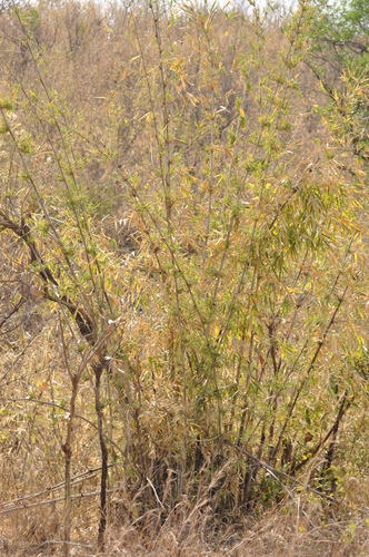 African Bamboo