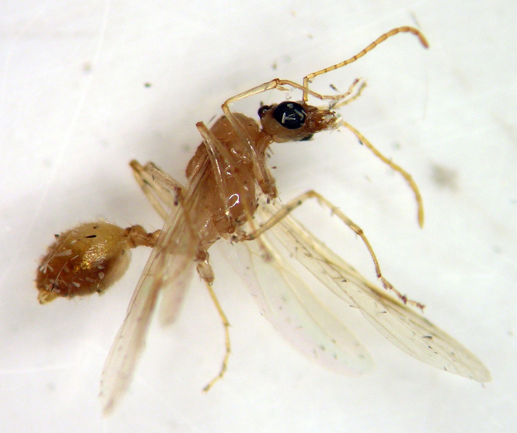 Aphaenogaster megommata