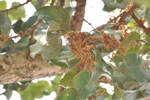 Phragmanthera regularis