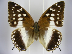 Charaxes ameliae