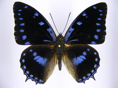 Charaxes ameliae