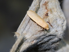 Danielithosia immaculata