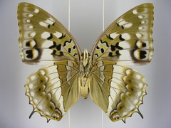 Charaxes ameliae