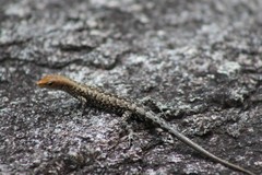 Lampropholis mirabilis