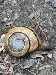 Helminthoglypta exarata