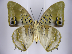 Charaxes ameliae
