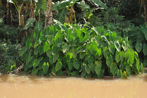Taro